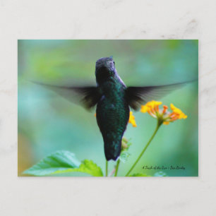 Carte Postale Juste fredonner en passant pour dire bonjour !