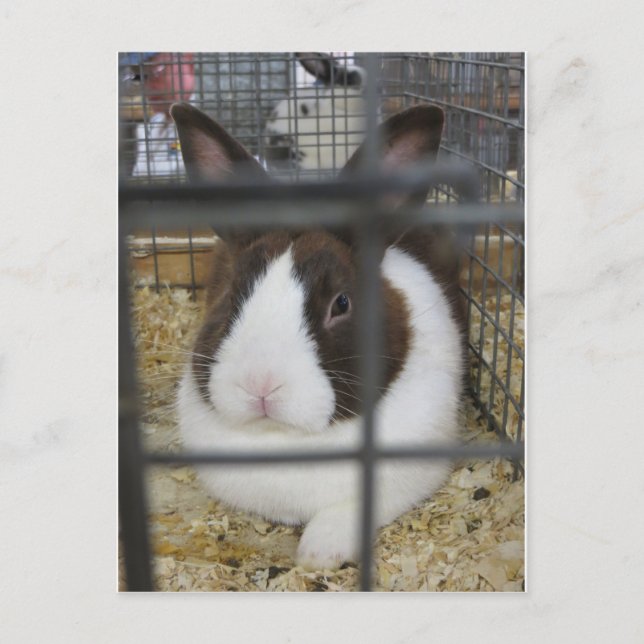 Carte Postale Juste lapin (Devant)