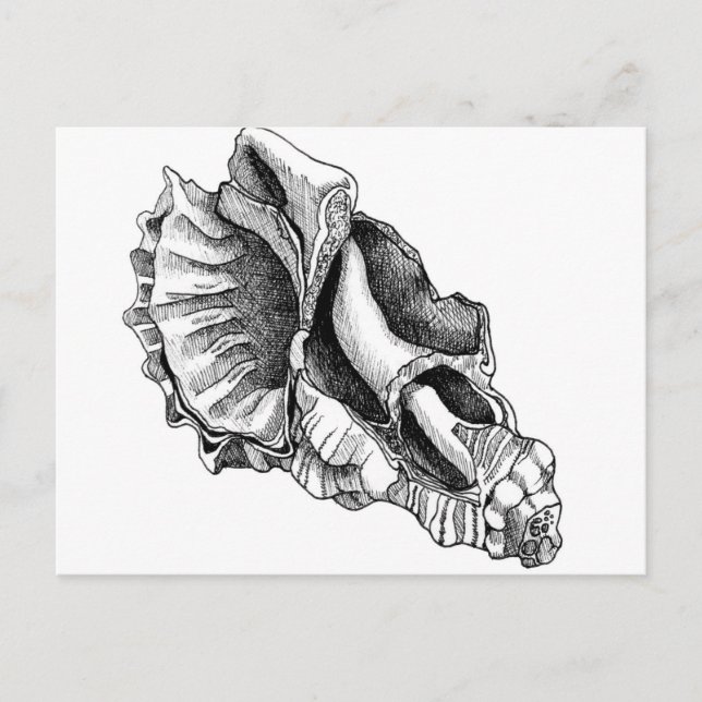 Carte Postale Juste un coquillage cassé (Devant)