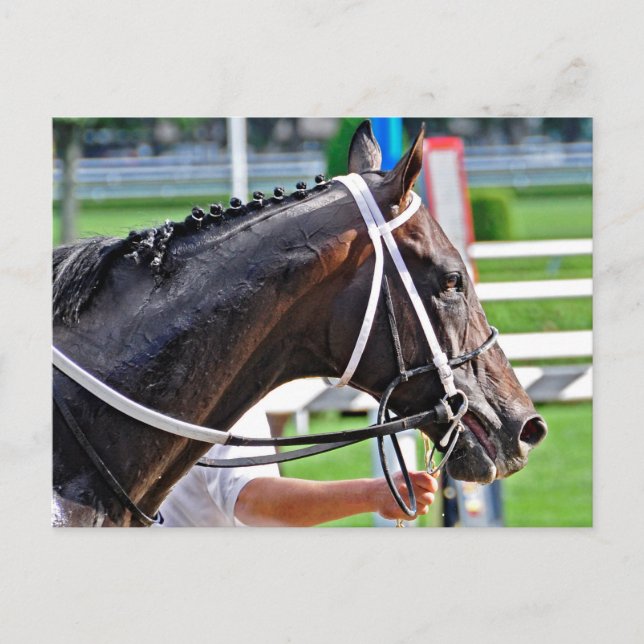 Carte Postale Justin Phillip capture le Vanderbilt (Devant)