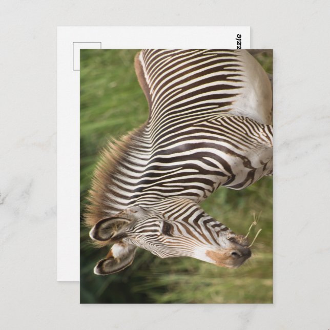 Carte Postale Juvenile Zebra (Devant / Derrière)