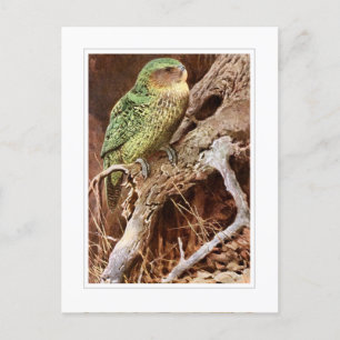 Carte Postale Kakapo