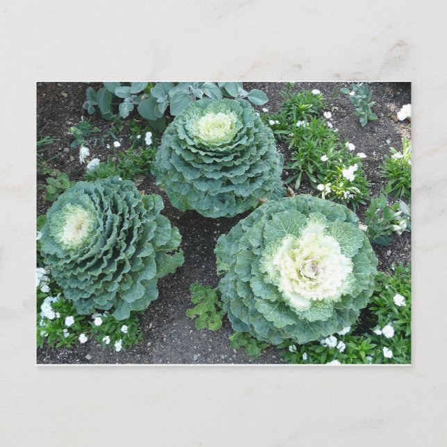 Carte Postale kale ornementale (Devant)