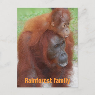 Carte Postale Kalimantan Indonésie Rainforest Family