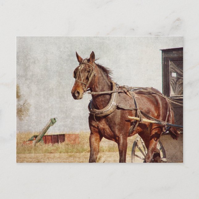 Carte Postale Kalona, cheval de l'Iowa et boguet amish (Devant)