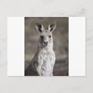 Carte Postale Kangaroo