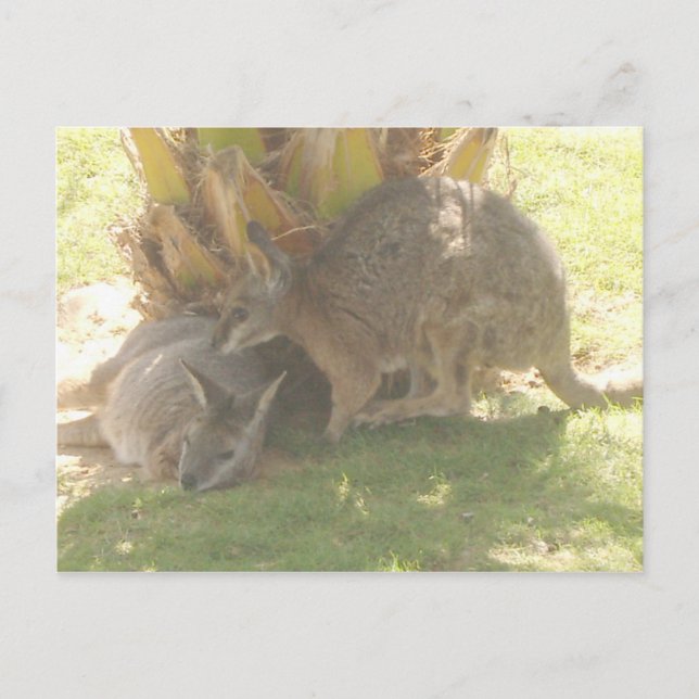 Carte Postale Kangaroo (Devant)