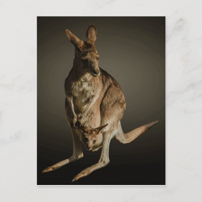 Carte Postale Kangaroo (Devant)