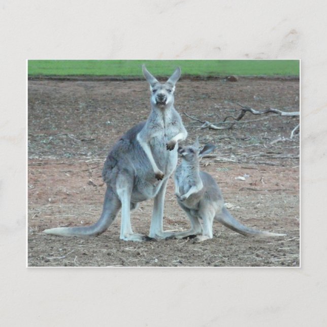 Carte    postale Kangaroo (Devant)