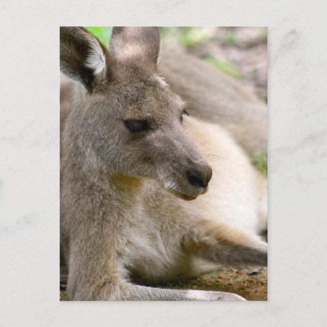 Carte Postale Kangaroo (Devant)