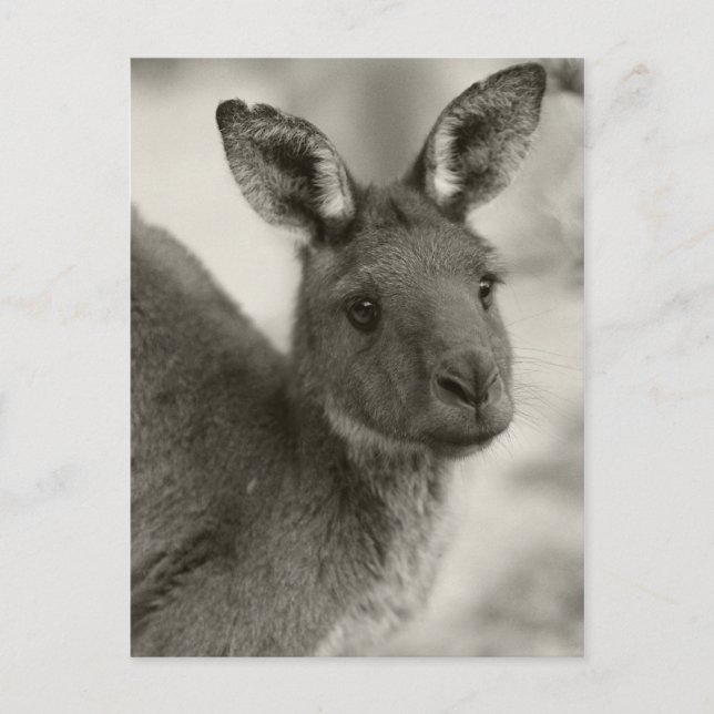 Carte Postale Kangaroo à Warrawong Sanctuaire Australie du Sud (Devant)
