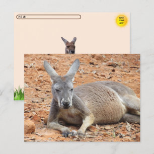 Carte Postale Kangaroo confiance après-traversée