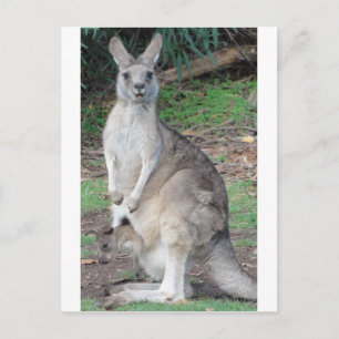 Carte Postale Kangaroo et Joey