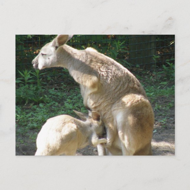 Carte postale Kangaroo Joey (Devant)