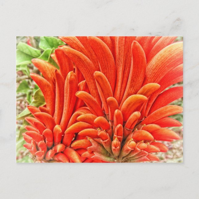 Carte Postale Kangaroo Paw (Devant)