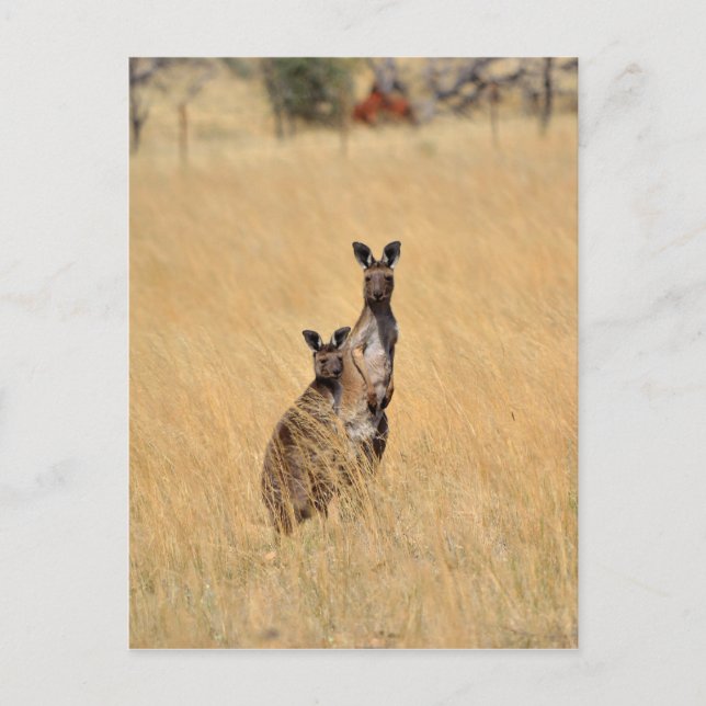 Carte postale Kangaroos (Devant)
