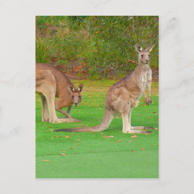 Carte Postale kangourou (Devant)