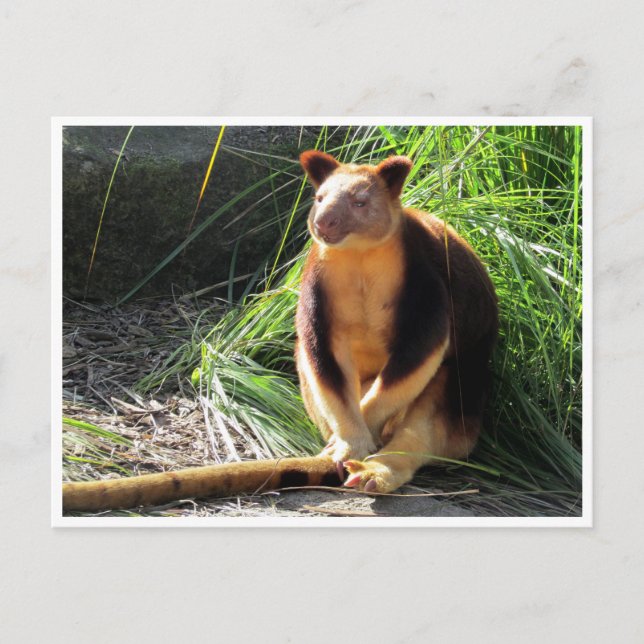 Carte Postale kangourou (Devant)