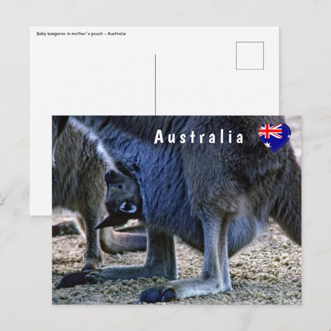 Carte Postale Kangourou bébé dans la poche de la mère - Australi (Devant / Derrière)