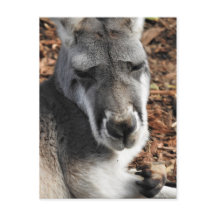 Kangourou rouge