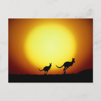 Carte Postale Kangourous dans l'arrière-pays australien