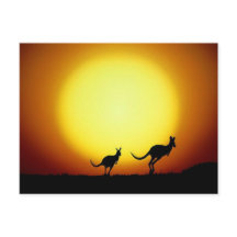 Kangourous dans l'arrière-pays australien