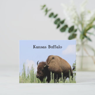 Carte Postale Kansas coloré Refuge faunique de Maxwell Buffalo