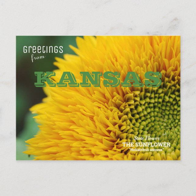 Carte Postale Kansas Sunflower Salutations (Devant)