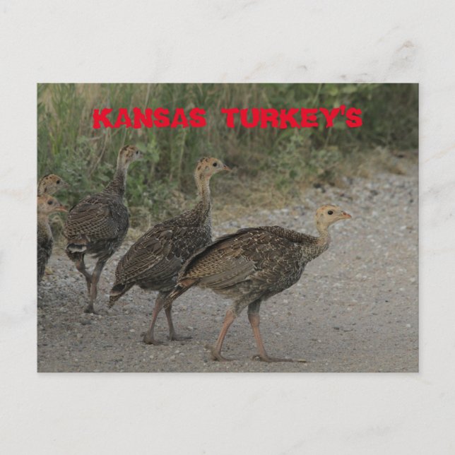 Carte postale Kansas Young Turkeys. (Devant)