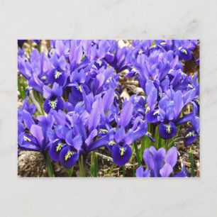 Carte Postale Katherine Hodgkin Irises Printemps Violet Floral