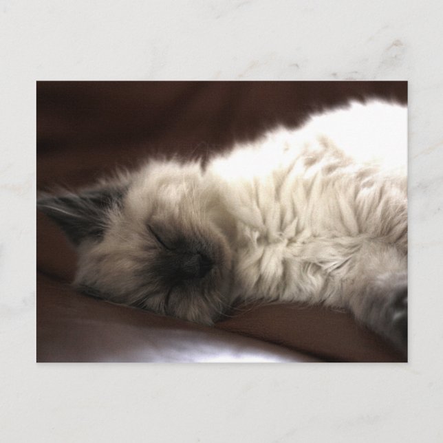 Carte Postale Kattunge/Kitten (Devant)