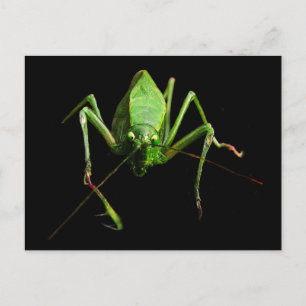 Carte Postale Katydid