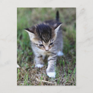 Carte Postale Katze
