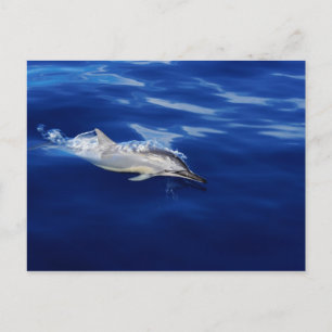 Carte Postale Kauai - Dauphin Break Gratuit