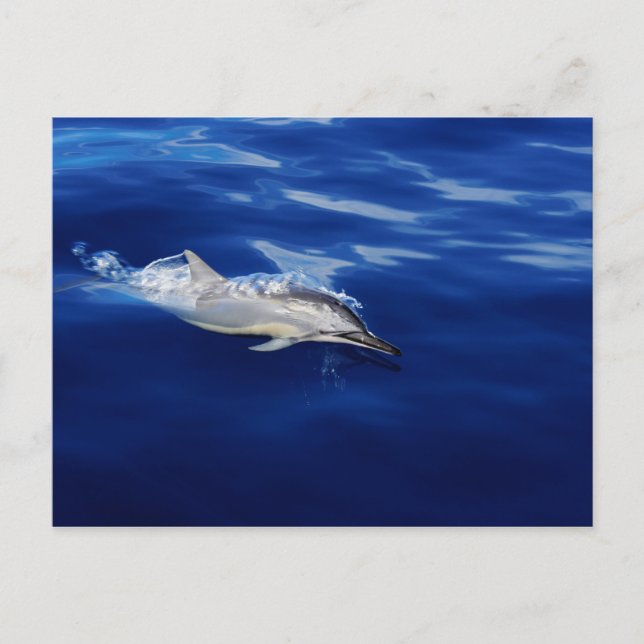Carte Postale Kauai - Dauphin Break Gratuit (Devant)