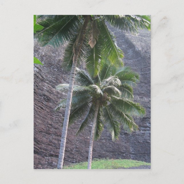 Carte postale Kauai Palm Trees (Devant)