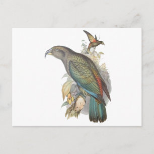 Carte Postale Kea