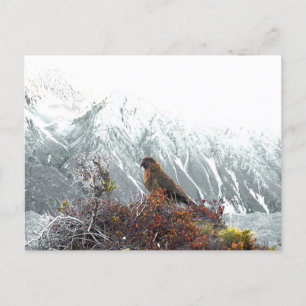 Carte Postale Kea Parrot, oiseaux natifs, vacances Nouvelle-Zéla