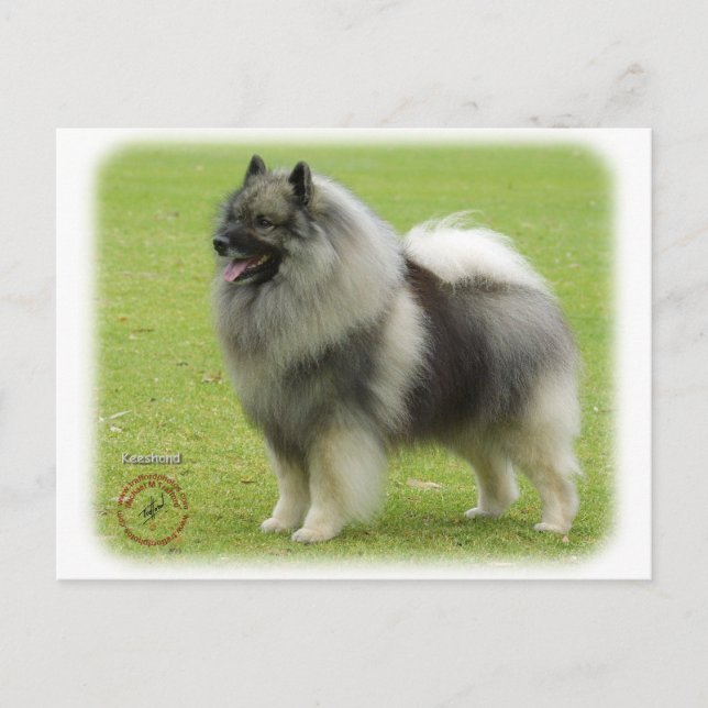 Carte Postale Keeshond 9J28D-01 (Devant)