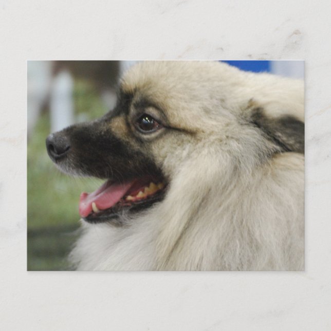 Carte postale Keeshond Dog (Devant)