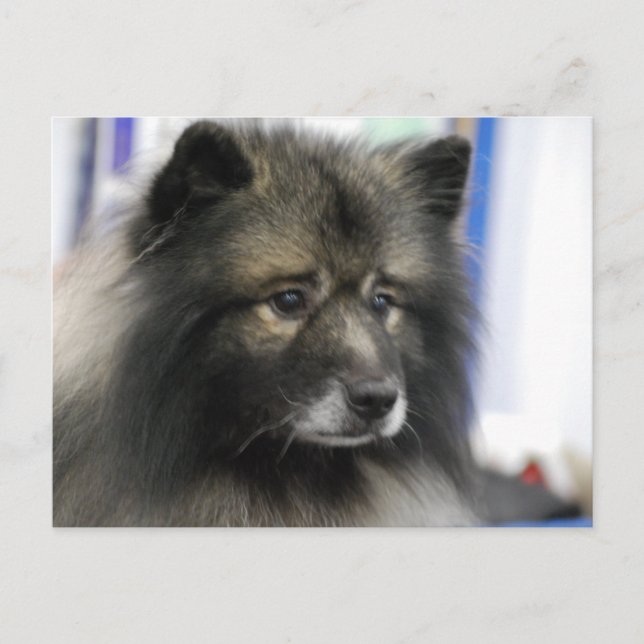 Carte postale Keeshond Dog (Devant)