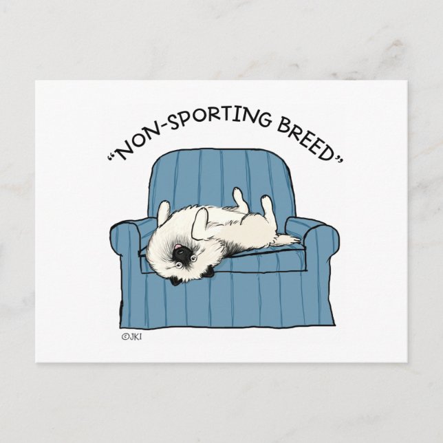 Carte Postale Keeshond "race non sportive" (Devant)
