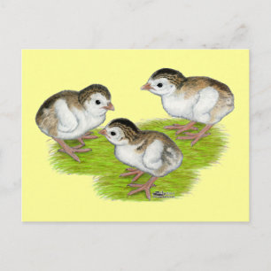 Carte Postale Keets de Guinée violette