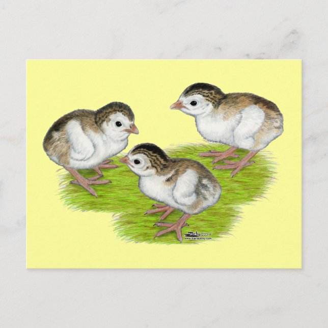 Carte Postale Keets de Guinée violette (Devant)