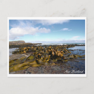 Carte Postale Kelp Coast, Rocky Scenery, Nouvelle-Zélande