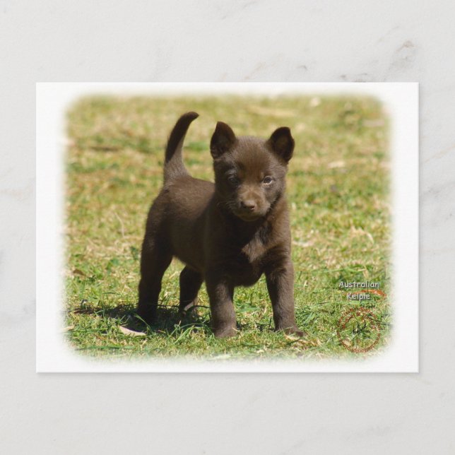 Carte Postale Kelpie australienne 9P022D-025 (Devant)