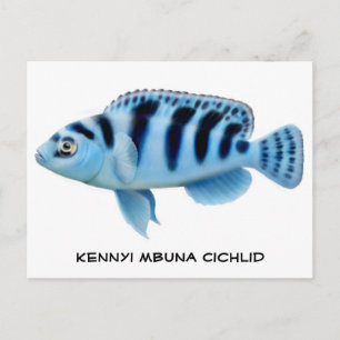 Carte postale Kennyi African Cichlid
