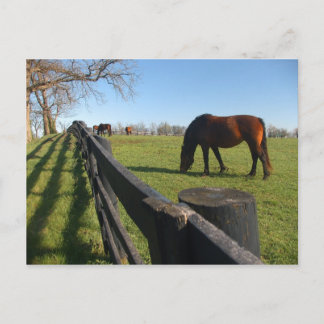 Carte Postale Kentucky Thoroughbreds
