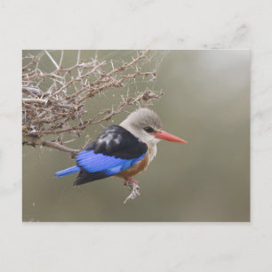 Carte Postale Kenya. Gros plan sur le martin-chasseur à tête gri