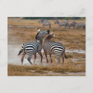 Carte Postale Kenya - Nairobi - Zèbres dans le Parc National d'A